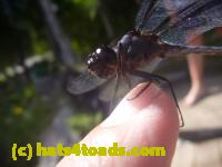 /home//u458753944/public_html/sourcegallery/////////////Insects and small critters/dragonflies and damselflies/P1140143.JPG